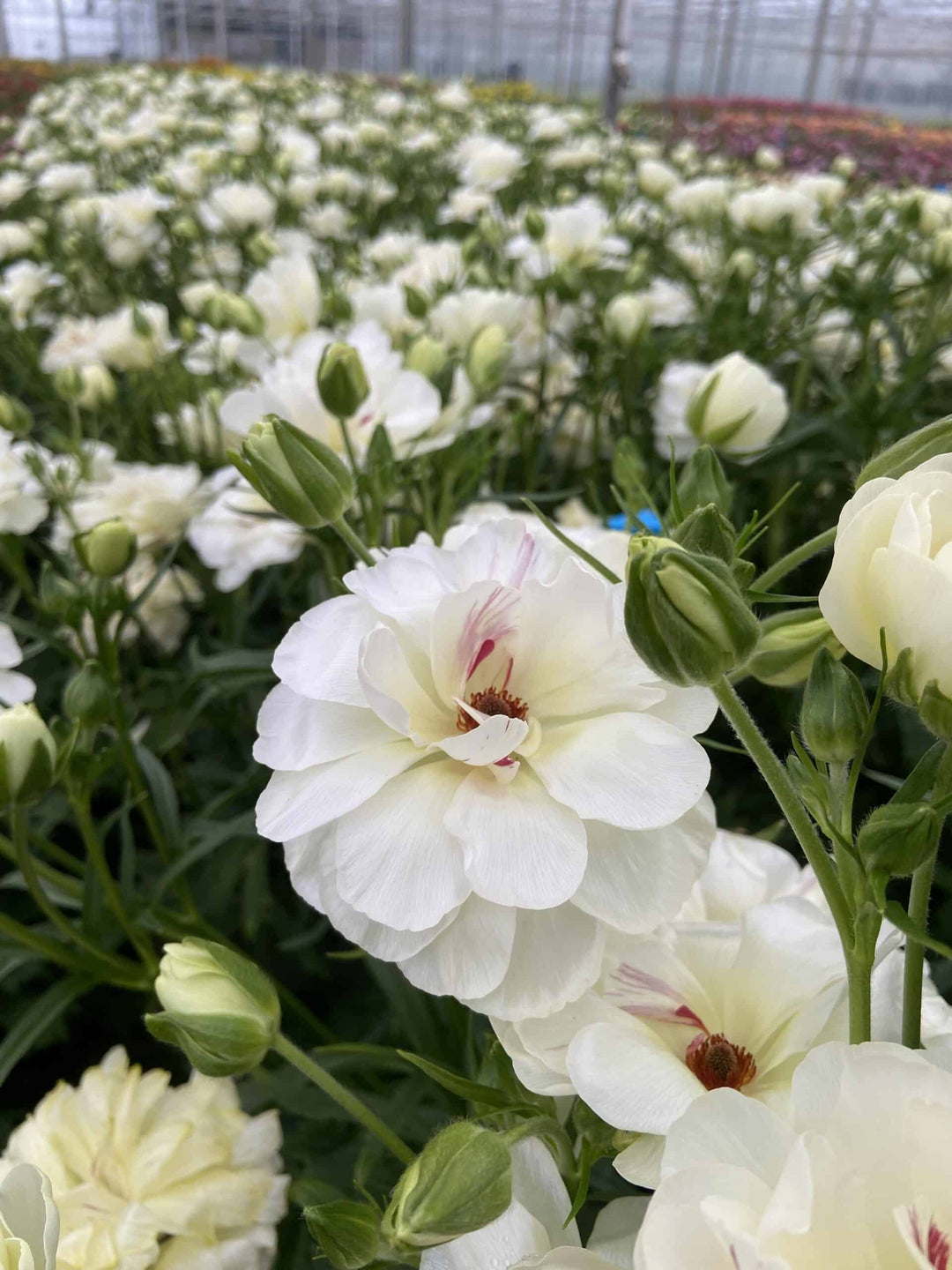 a field of white flowers in a greenhouse