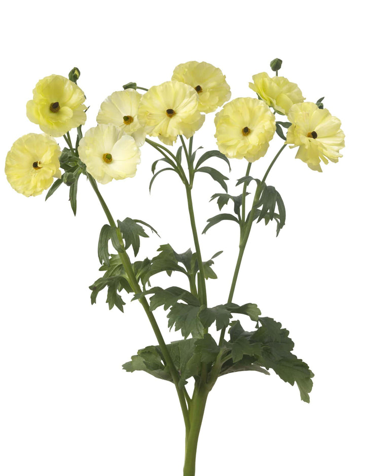 Butterfly Ranunculus Helios Corms - Pack of 5