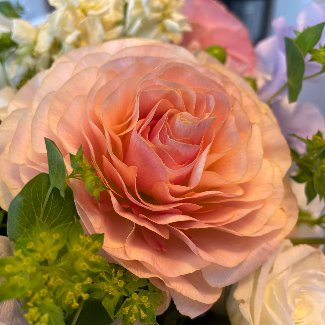 Close-up of a pink rose surrounded by green leaves and other flowers. Romance Ranunculus Ferrand