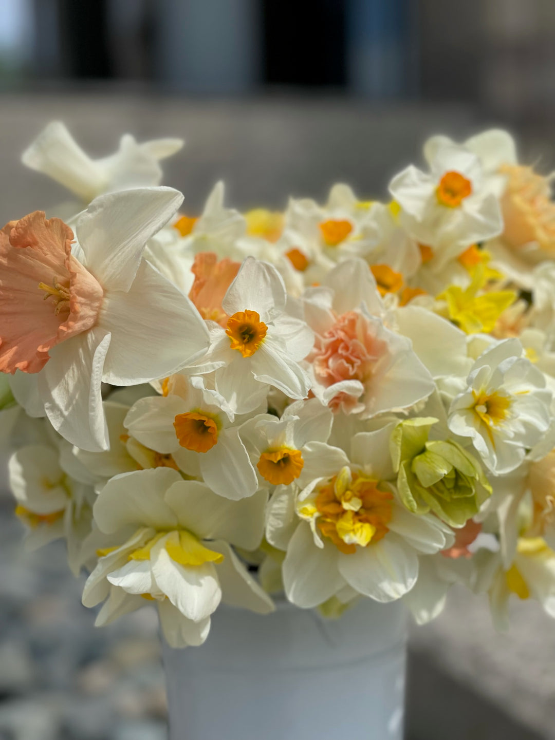 The Happy Hour Daffodil Bouquet Collection, 20 Bulbs