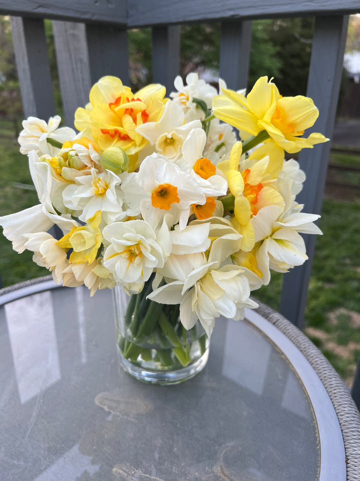 The Happy Hour Daffodil Bouquet Collection, 20 Bulbs