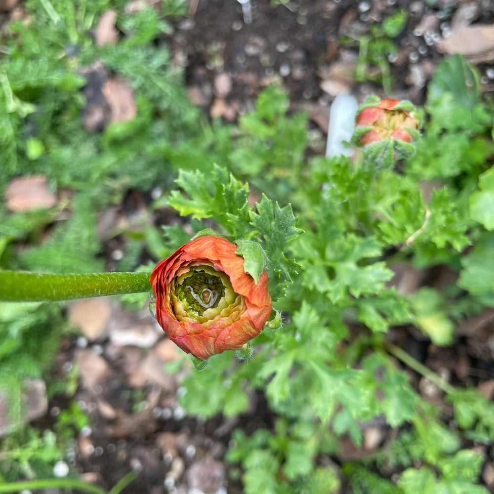 Close-up of a red flower bud with green leaves on a blurred natural background Odon Romance Ranunculus