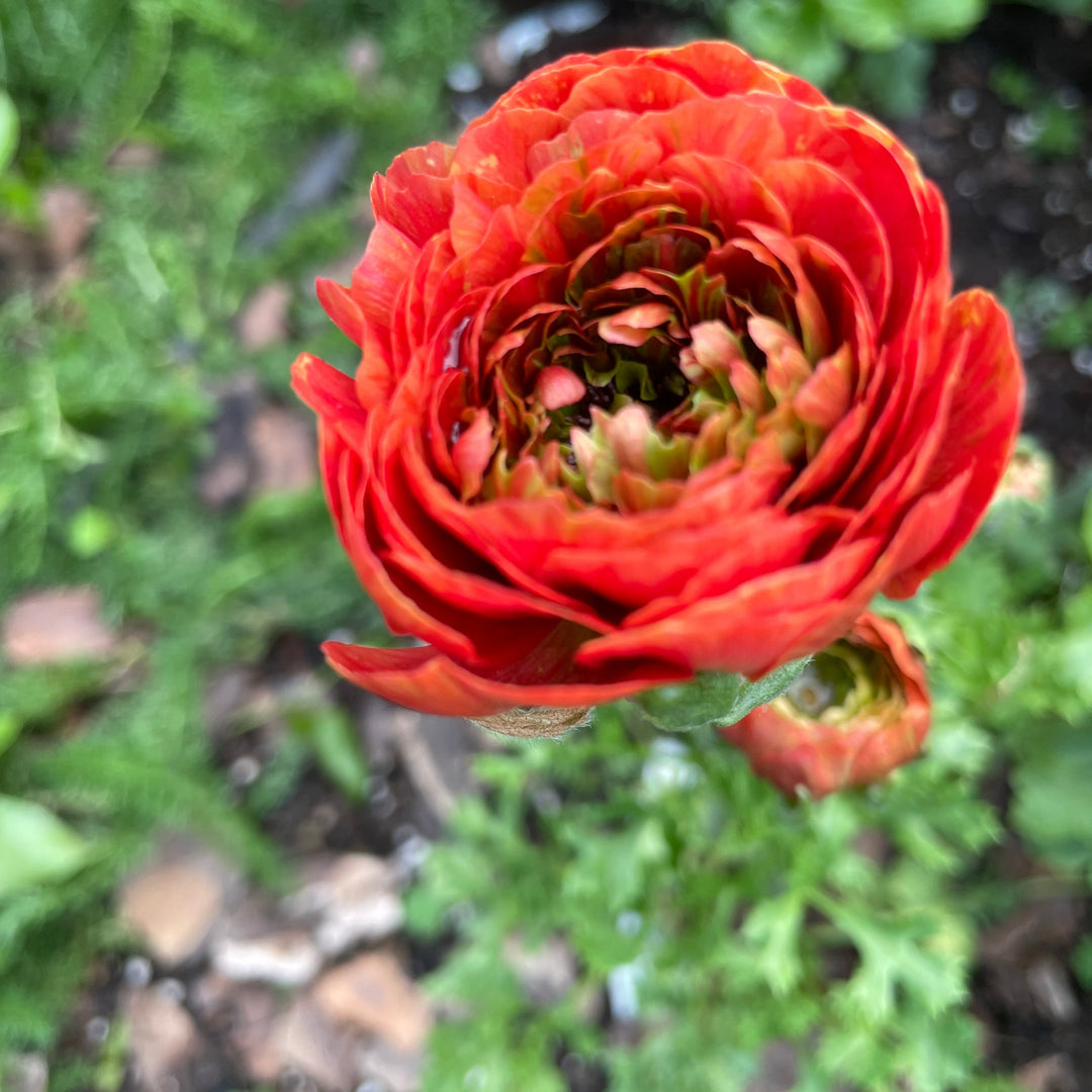 Odon Romance Ranunculus Corms for sale