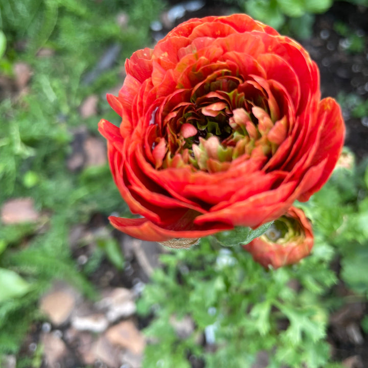Odon Romance Ranunculus Corms for sale