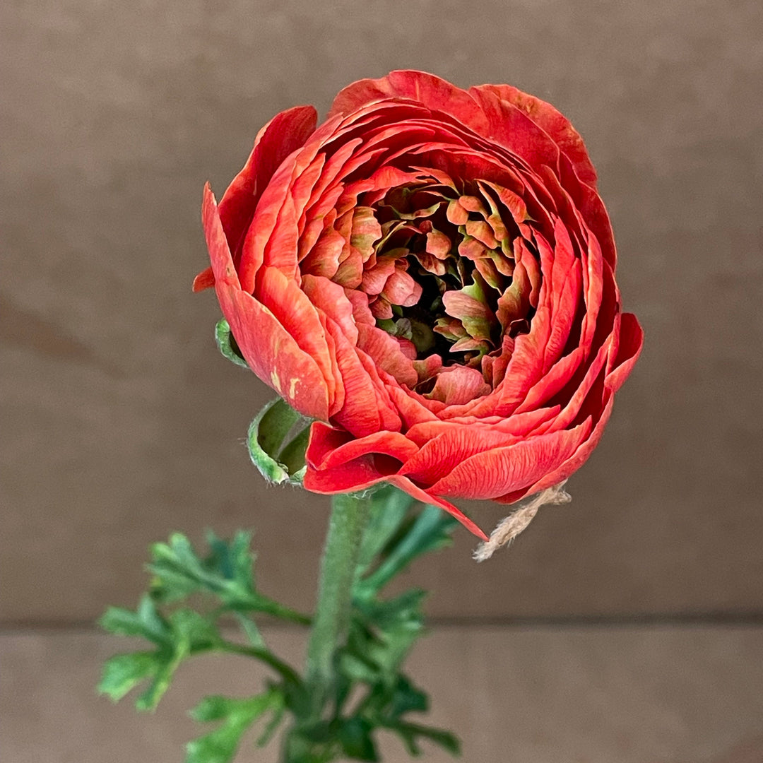 Close-up of a red flower with green stem against a brown background Odon Romance Ranunculus Corms for sale