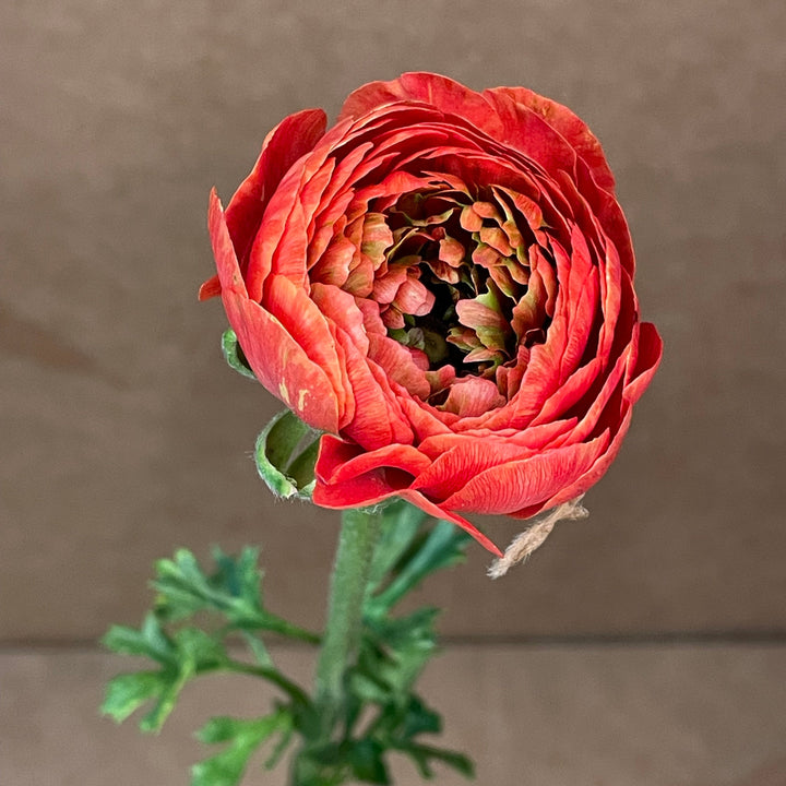 Close-up of a red flower with green stem against a brown background Odon Romance Ranunculus Corms for sale