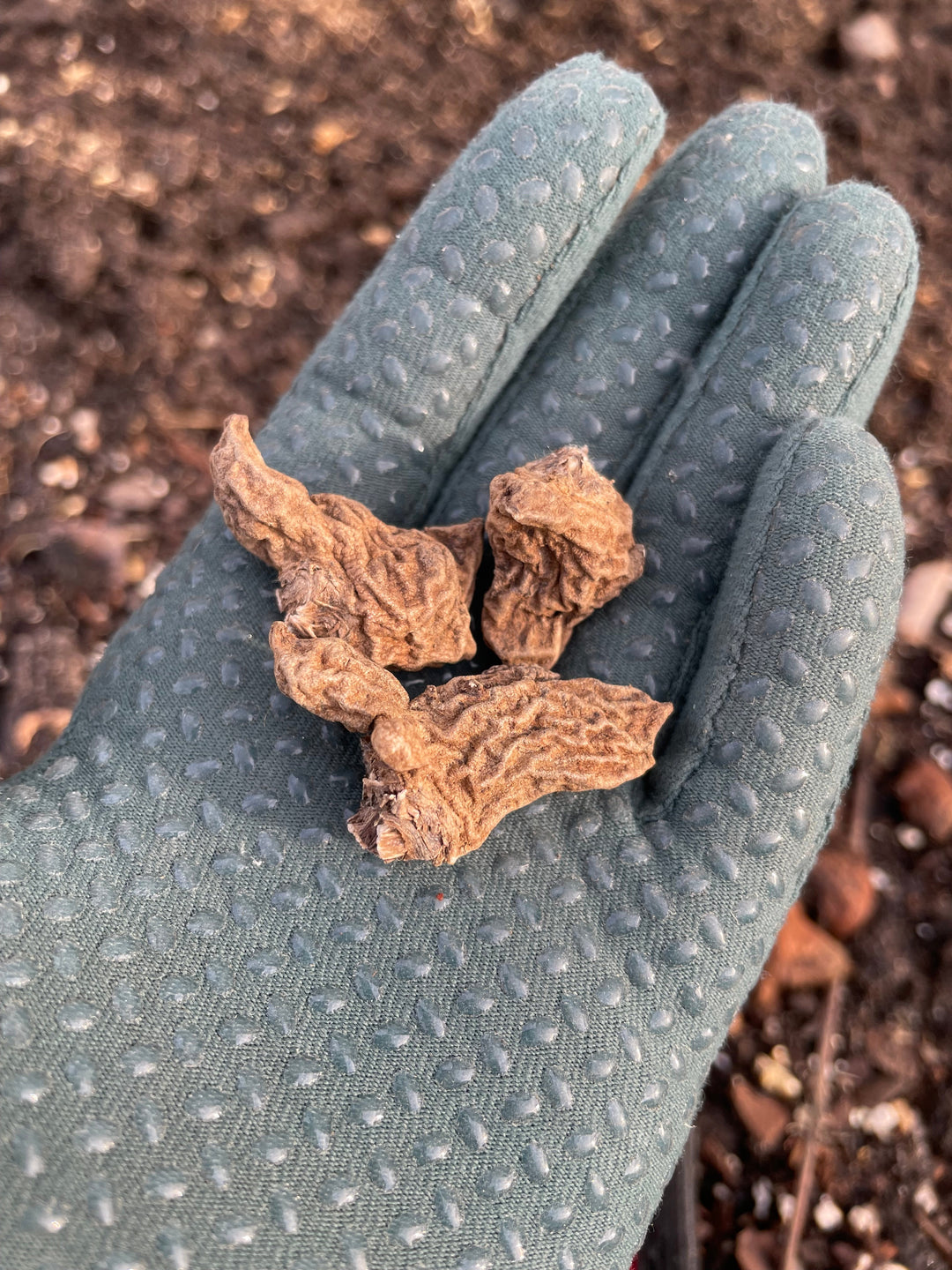 Anemone Corms