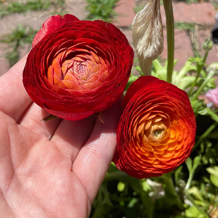 Hand holding two red flowers with a blurred floral background