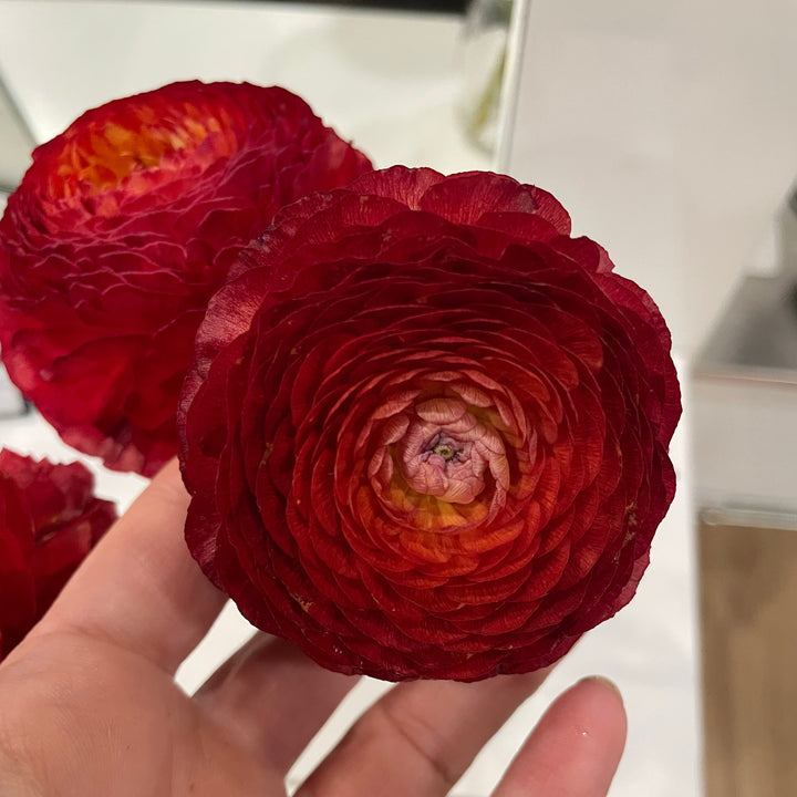 Romance Ranunculus Corms; Get Lucky®-Pack of 5