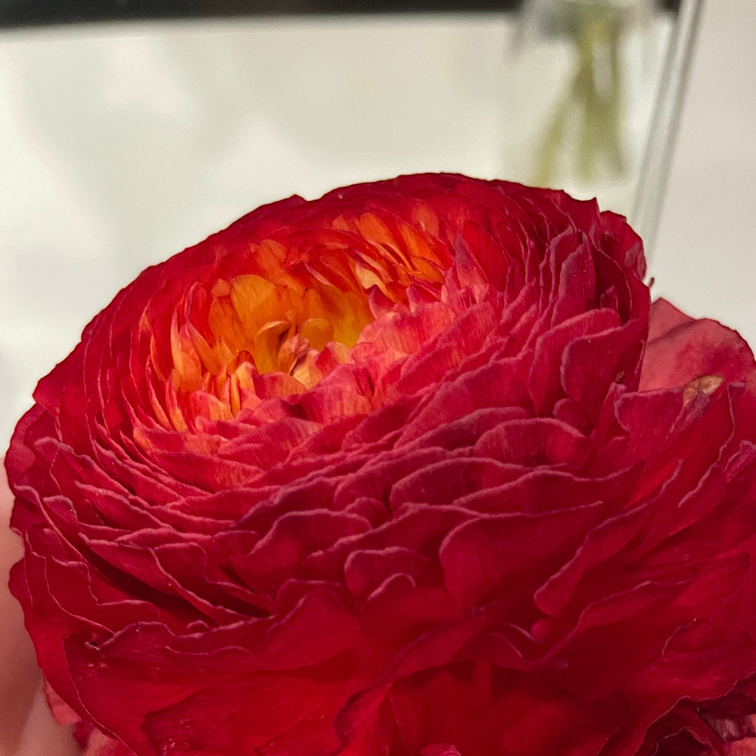 Romance Ranunculus Corms; Get Lucky®-Pack of 5