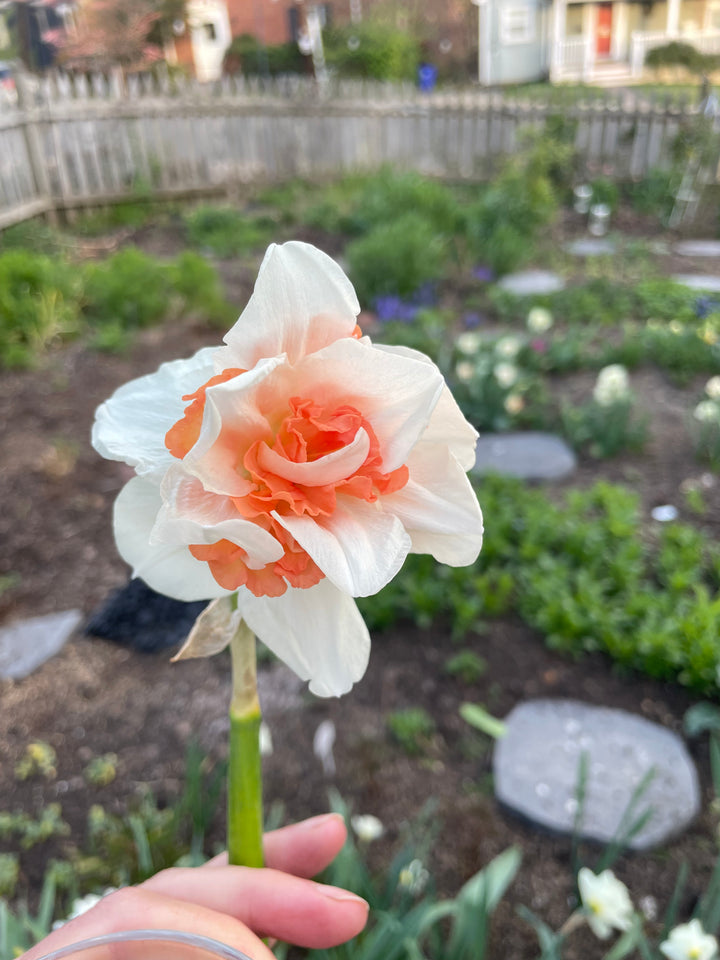 The Happy Hour Daffodil Bouquet Collection, 20 Bulbs