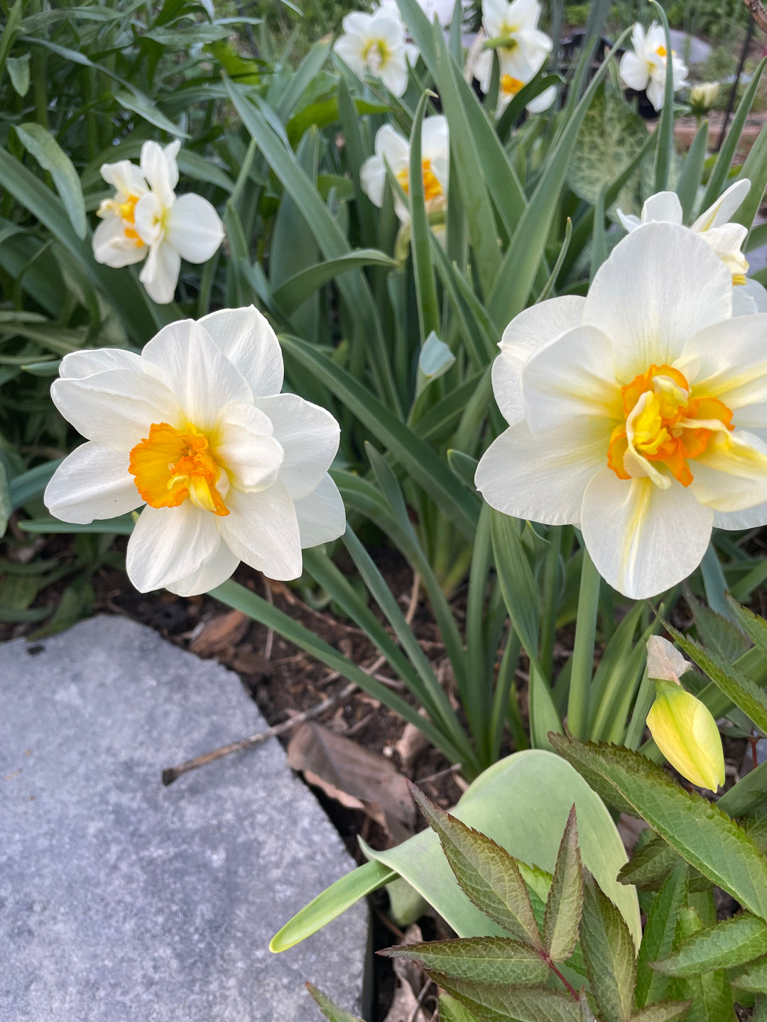 The Happy Hour Daffodil Bouquet Collection, 20 Bulbs