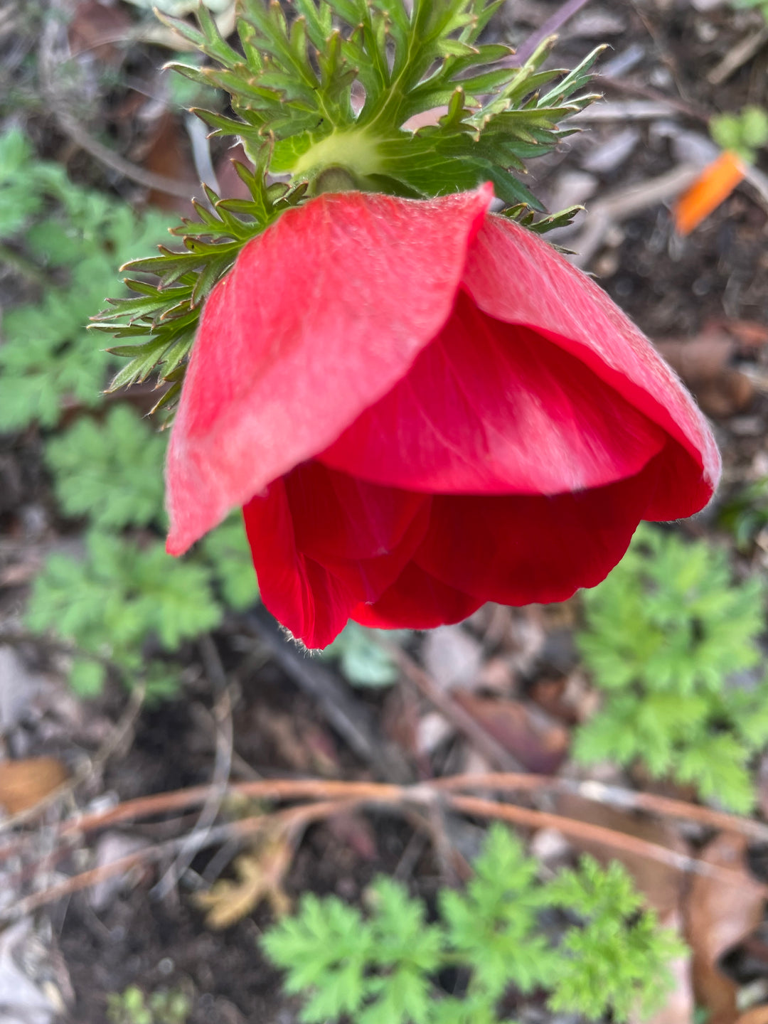 Marianne Anemone Red; Pack of 10