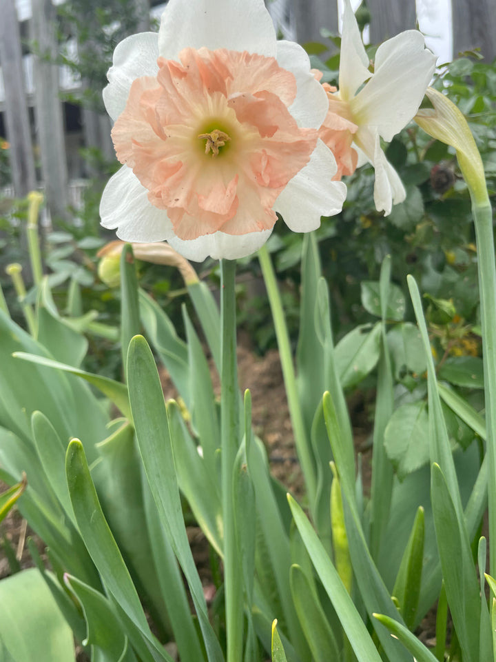 The Happy Hour Daffodil Bouquet Collection, 20 Bulbs