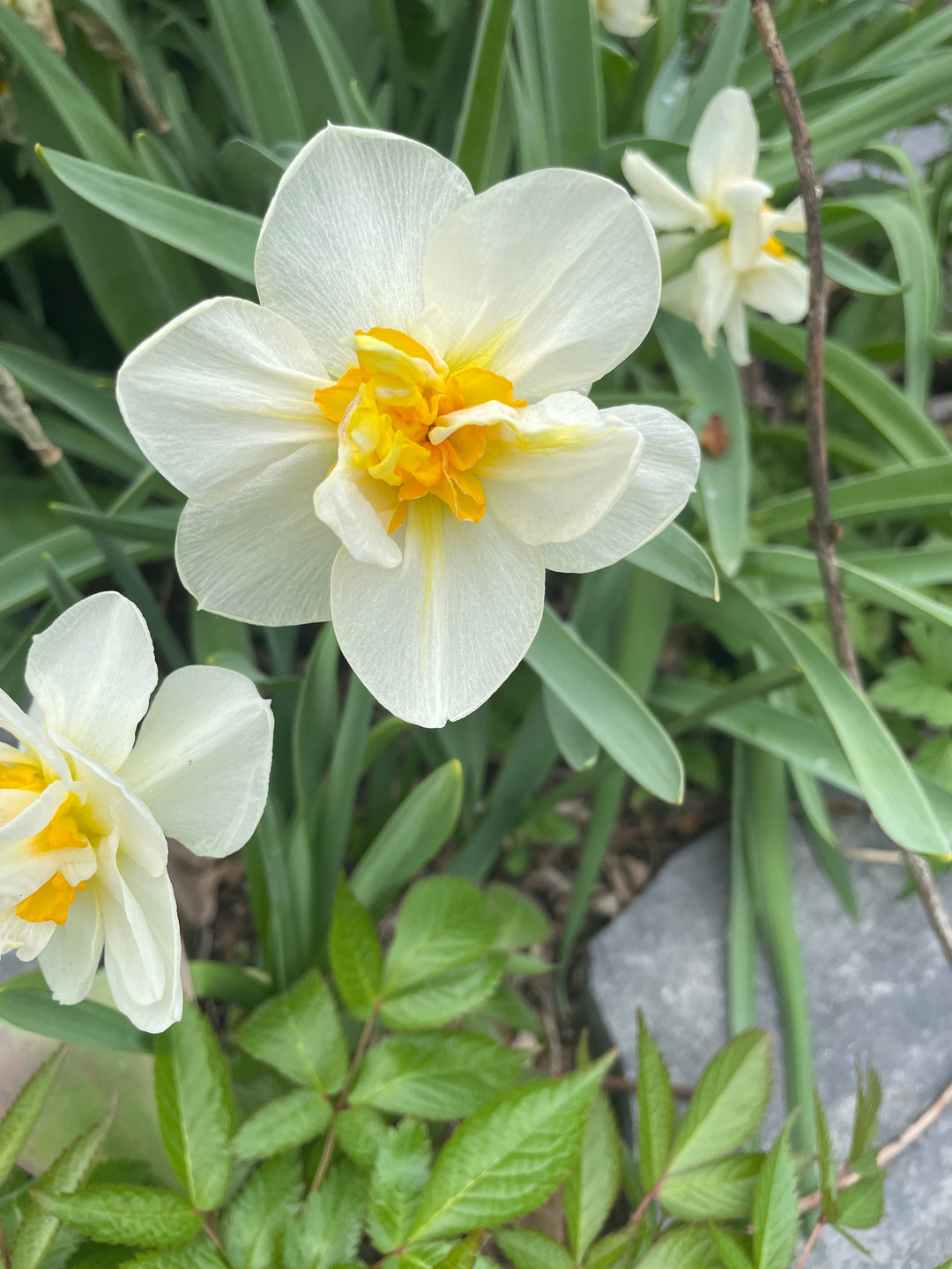 The Happy Hour Daffodil Bouquet Collection, 20 Bulbs