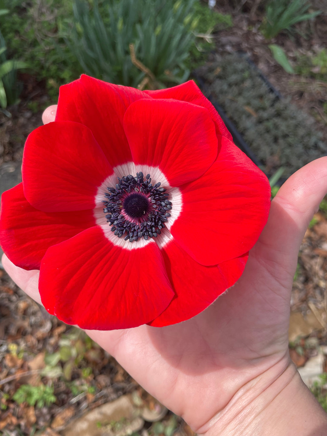 Marianne Anemone Red; Pack of 10