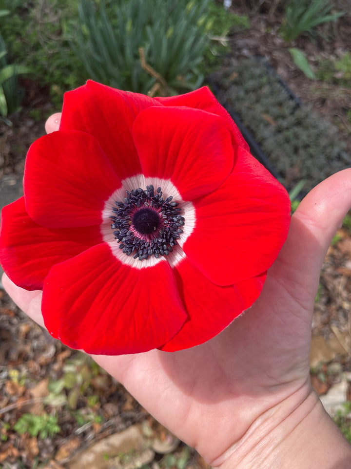 Marianne Anemone Red; Pack of 10