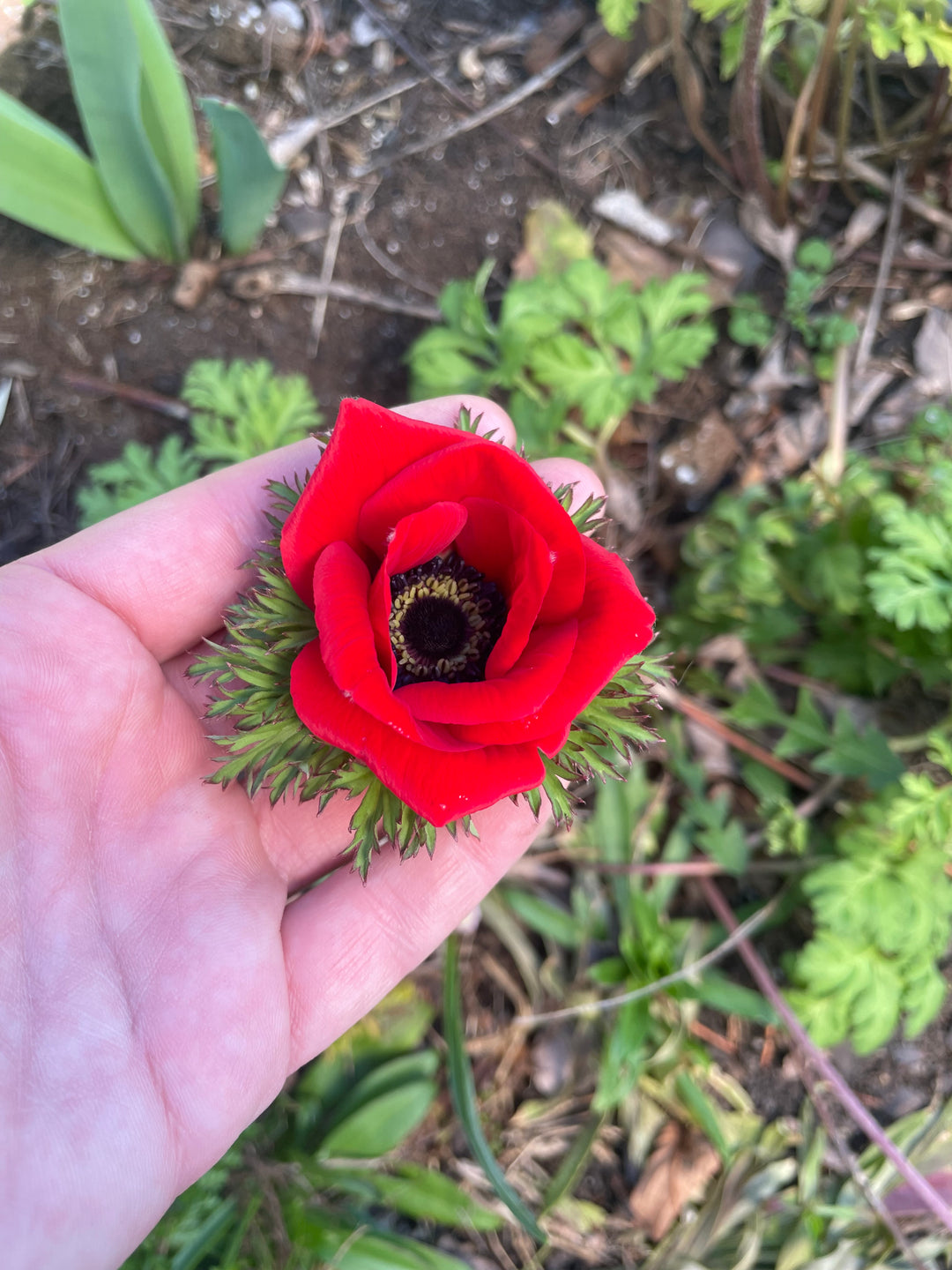 Marianne Anemone Corms; Velours - Pack of 10