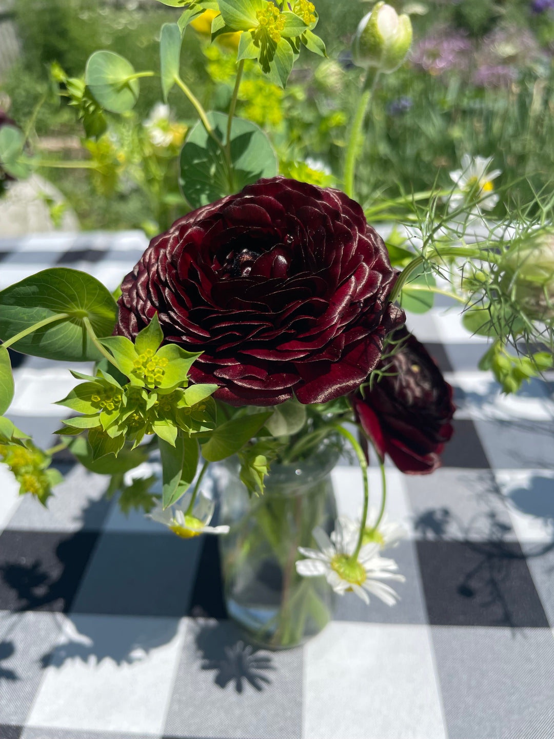 Romance Ranunculus Perigord