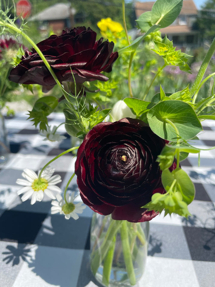 Romance Ranunculus Perigord