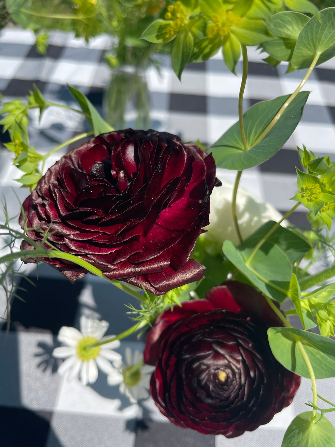 Romance Ranunculus Perigord