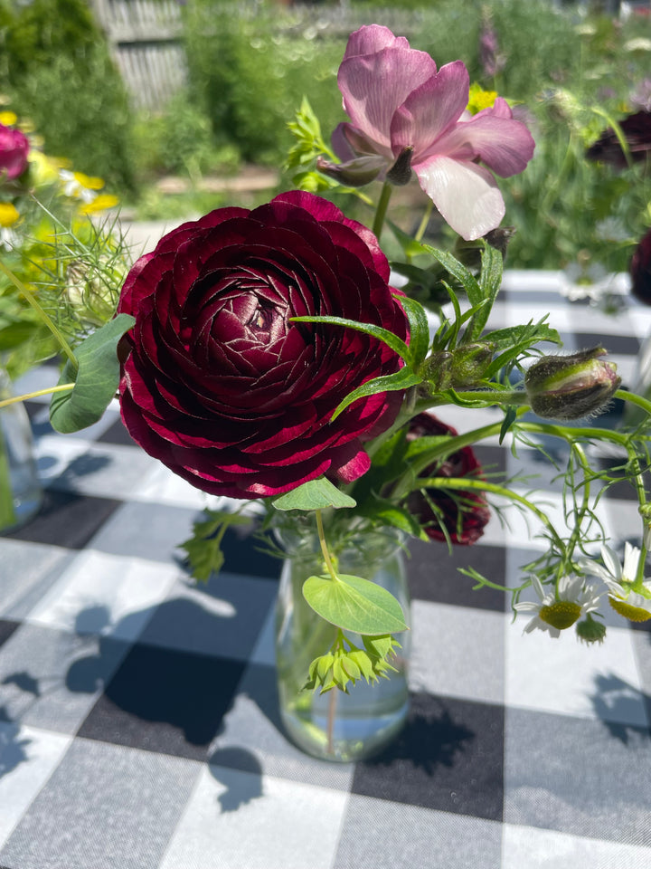 Romance Ranunculus Perigord