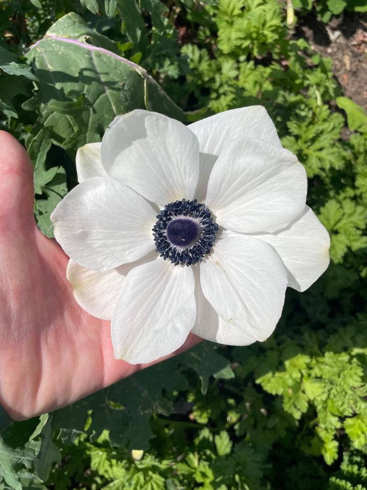 Mistral Plus Bianco Centro Nero Anemone; Pack of 10