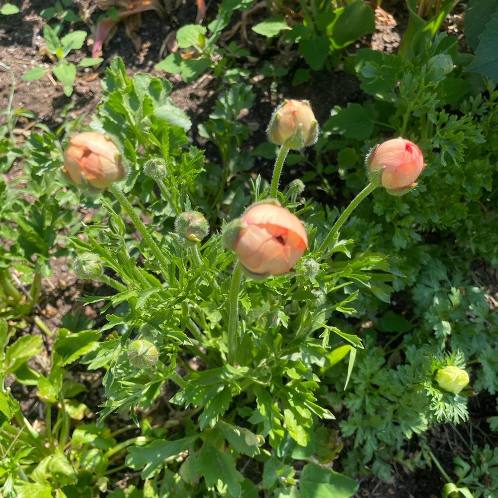 A cluster of budding La Belle Salmon Ranunculus flowers in soft peach colors, ready to bloom beautifully. These La Belle Ranunculus Corms for planting are from The Happy Hour Flowers, ideal for enhancing garden ambiance.