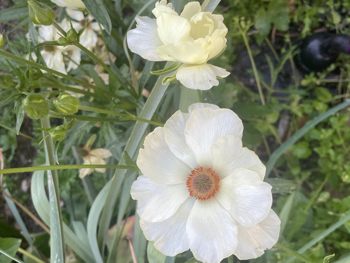 graces
butterfly ranunculus