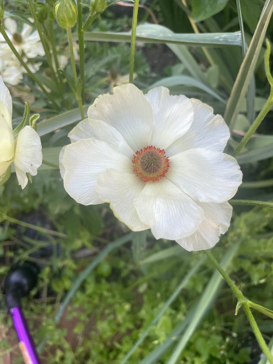 A close-up of a beautiful Butterfly Ranunculus bloom from The Happy Hour Flowers. This flower features delicate white petals and a central patch of red, showcasing the stunning beauty of the Butterfly Ranunculus Graces pack of 5.