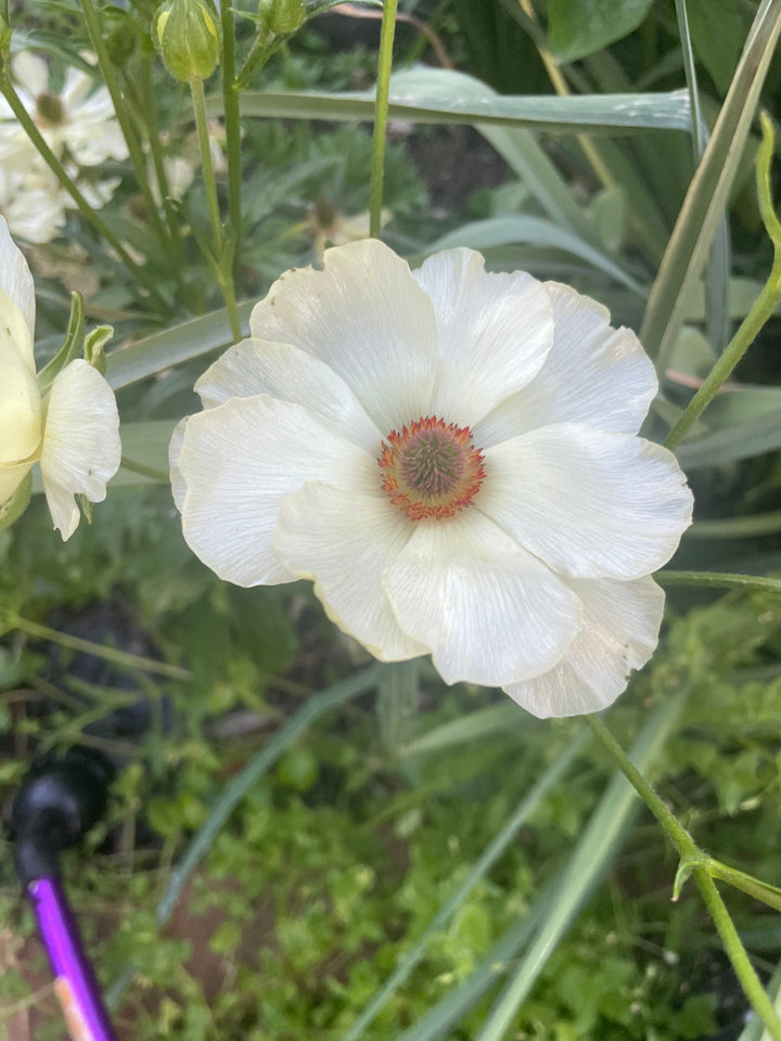 graces
butterfly ranunculus