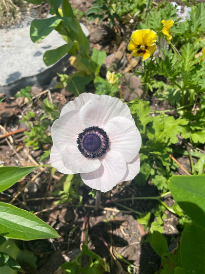 Anemone Bianco Centro Nero Mistral