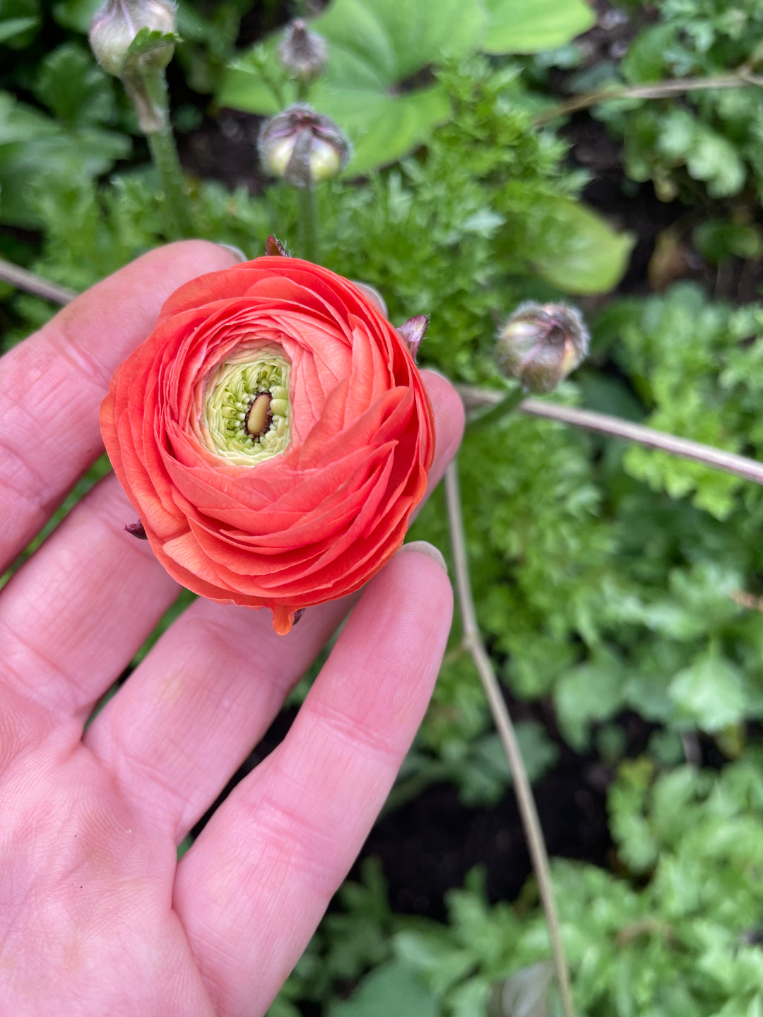 Super Green Ranunculus Corms; Salmon- Pack of 10