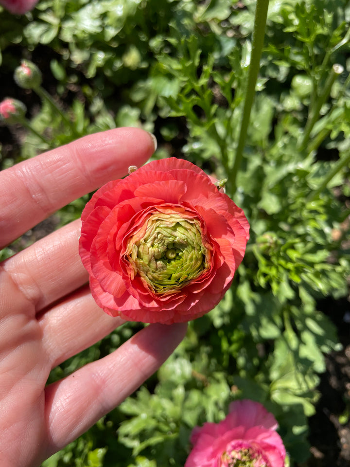 Super Green Ranunculus Corms; Salmon- Pack of 10