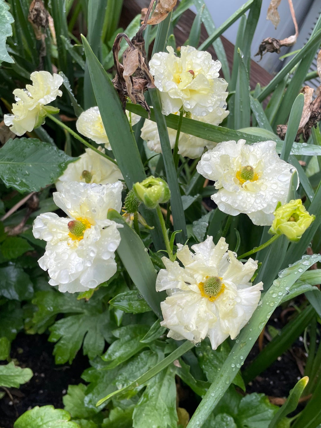 graces
butterfly ranunculus