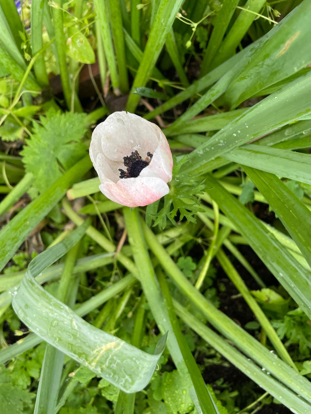 Anemone The Edge Rosa
Mistral Plus