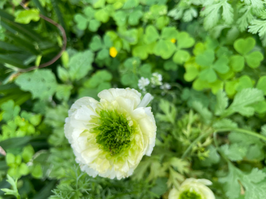 Super Green Ranunculus Corms; White; Pack of 10