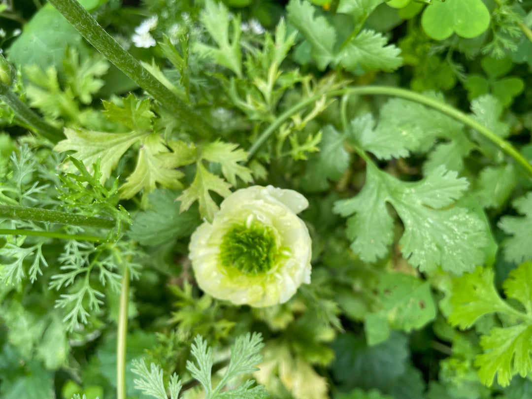 Super Green Ranunculus Corms; White; Pack of 10