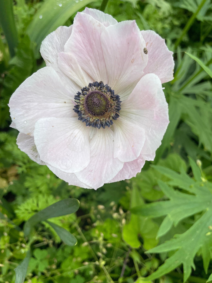 Anemone The Edge Rosa
Mistral Plus