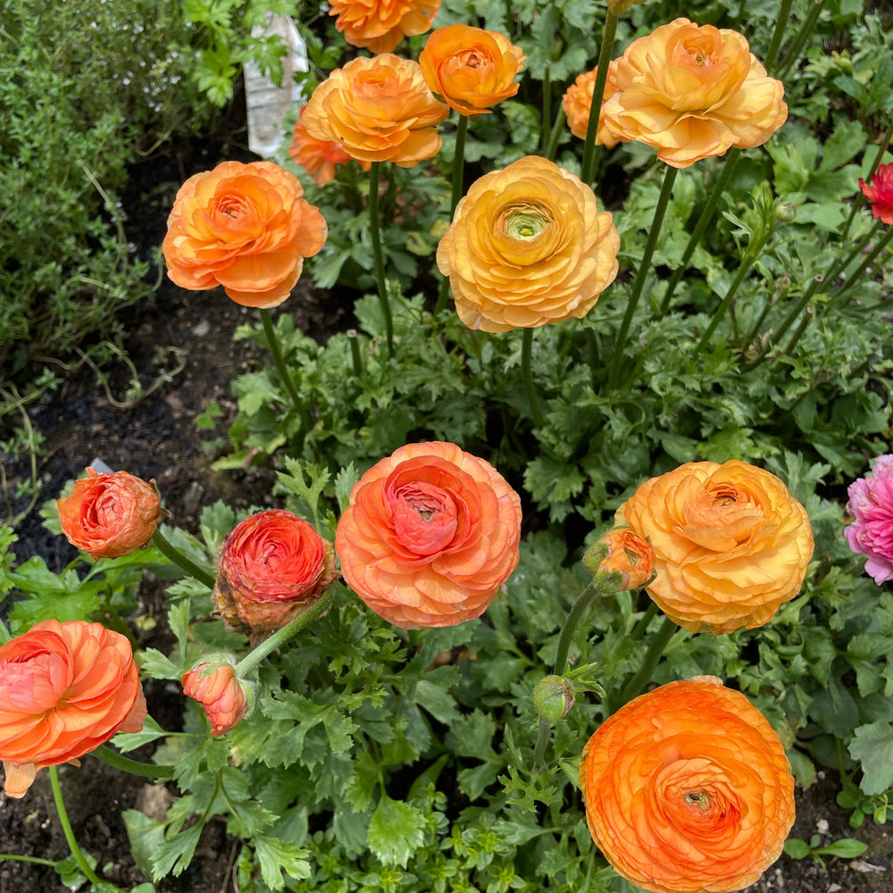 Champagne La Belle Ranunculus