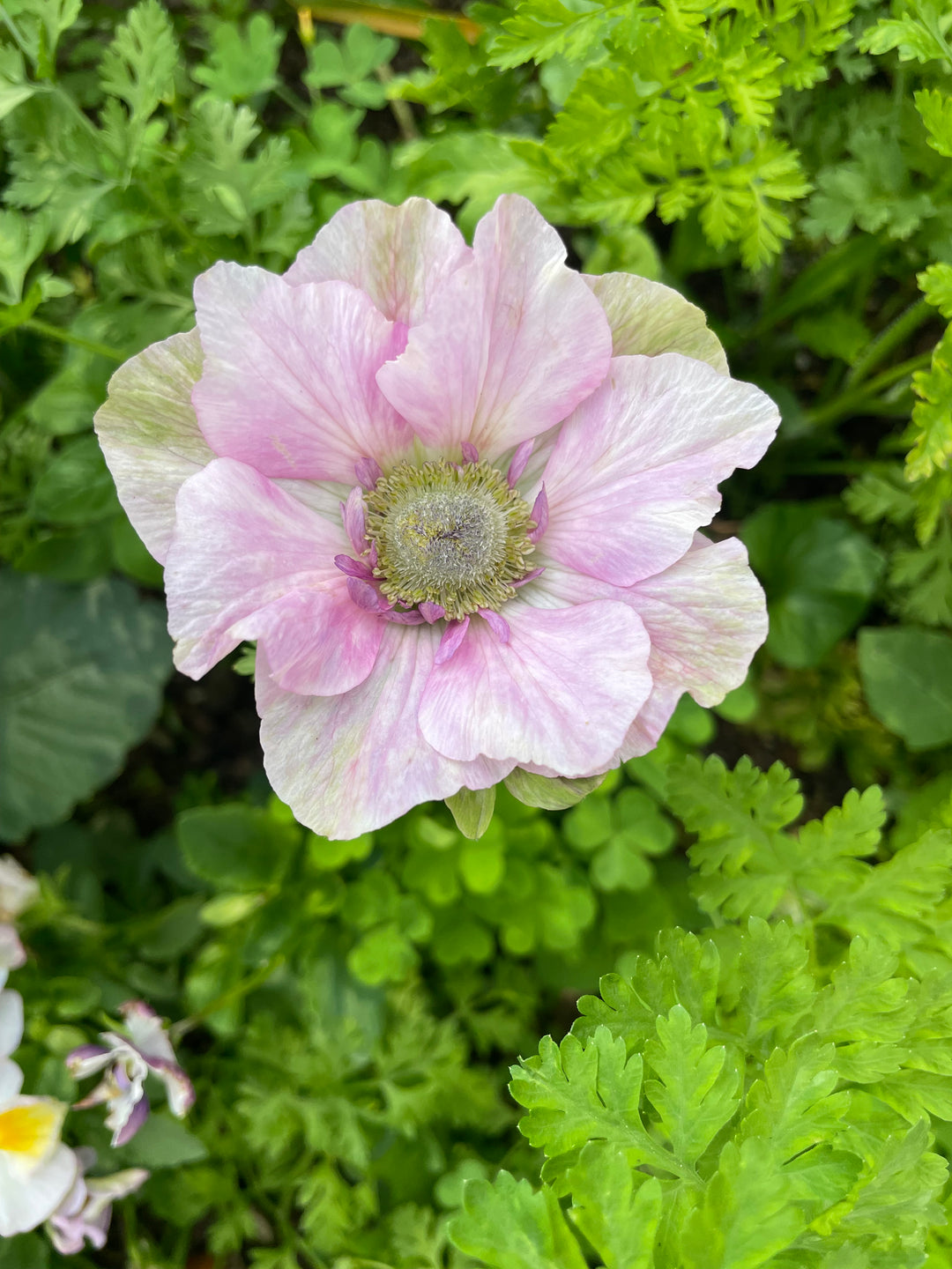 Mistral Plus Pale Anemone; Pack of 5