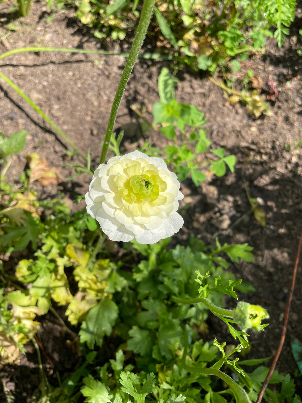 Amandine Ranunculus Corms Cream