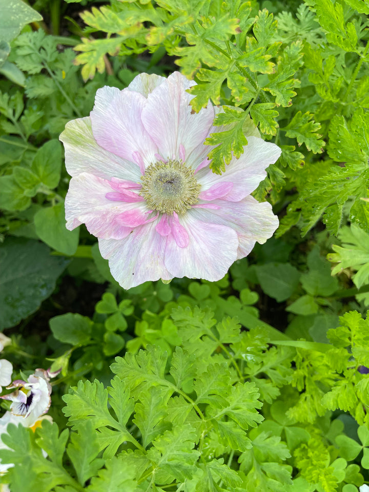 Mistral Plus Pale Anemone; Pack of 5