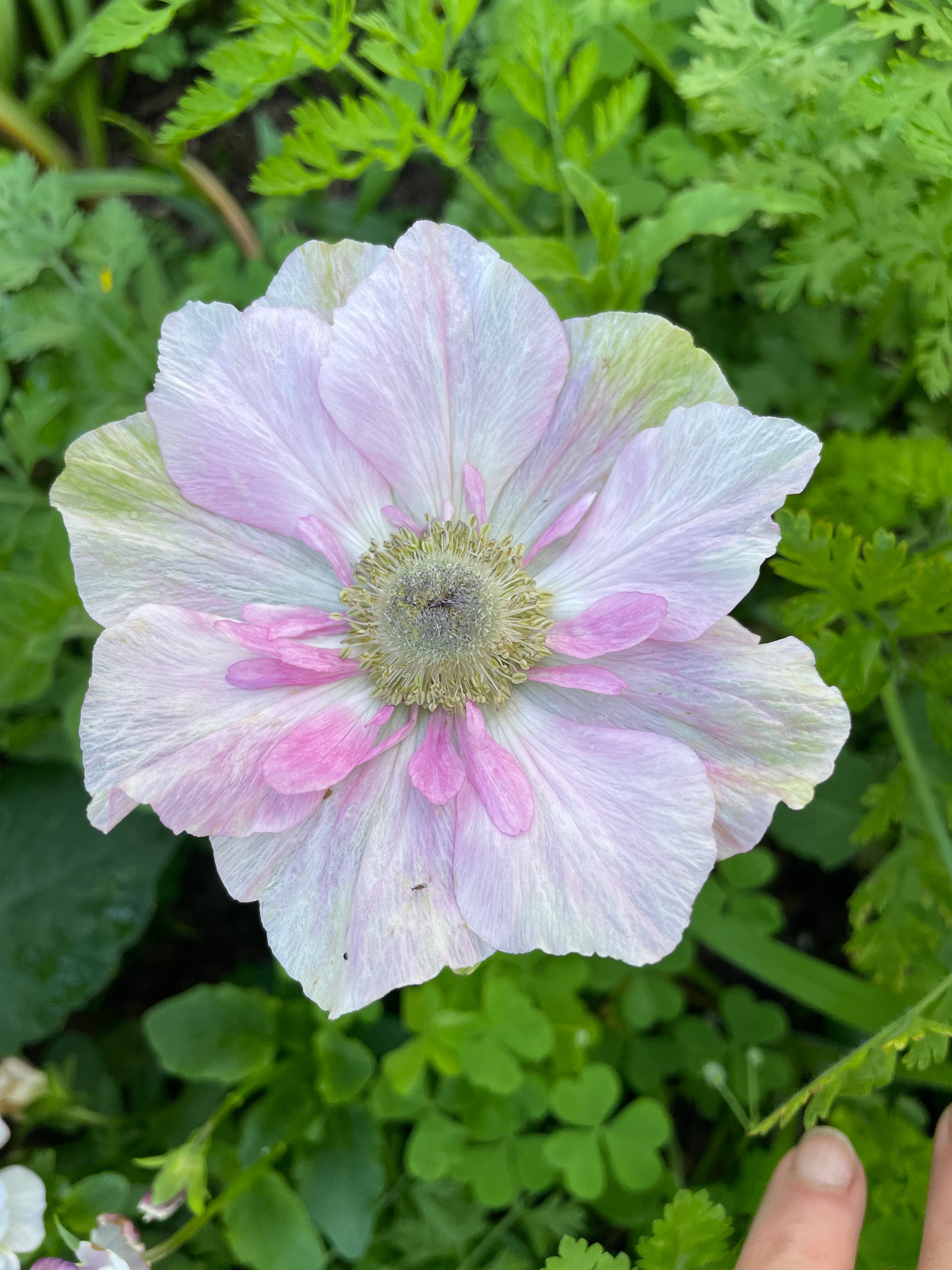 Shop All Planting – Page 7 – The Happy Hour Flowers