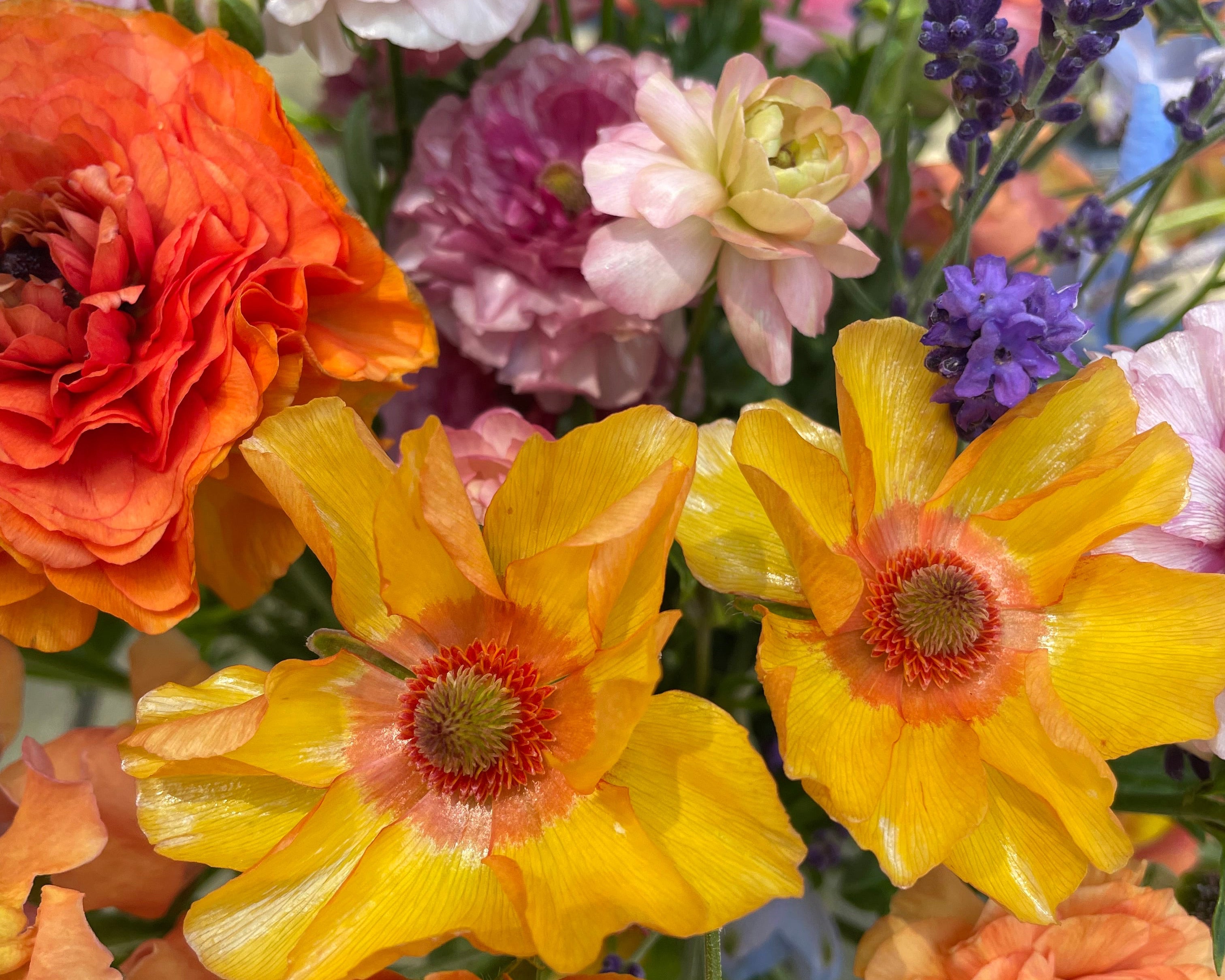 Bouquet of colorful flowers including yellow, orange, pink, and purple. Black Friday Sale Live 20% off Site-Wide