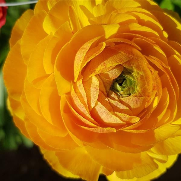 Champagne La Belle Ranunculus