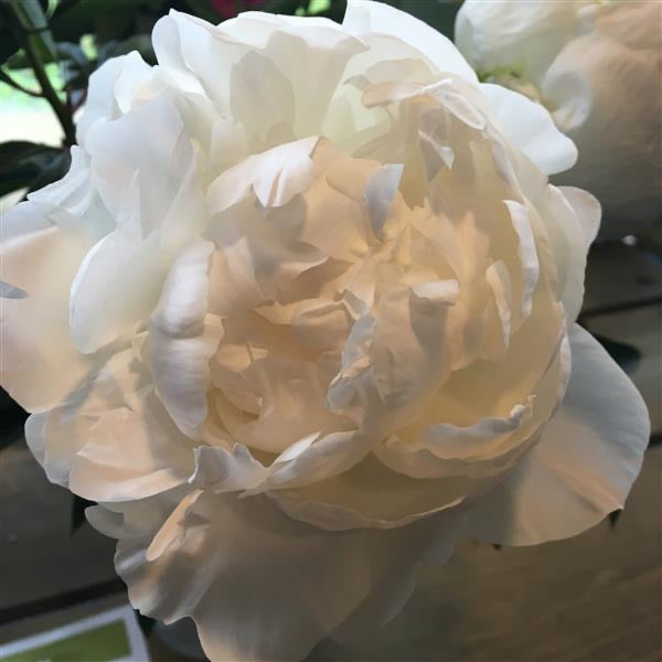 Peony Bare Root Madame Claude Tain