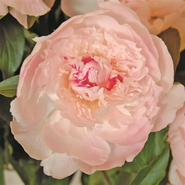 Peony Alertie