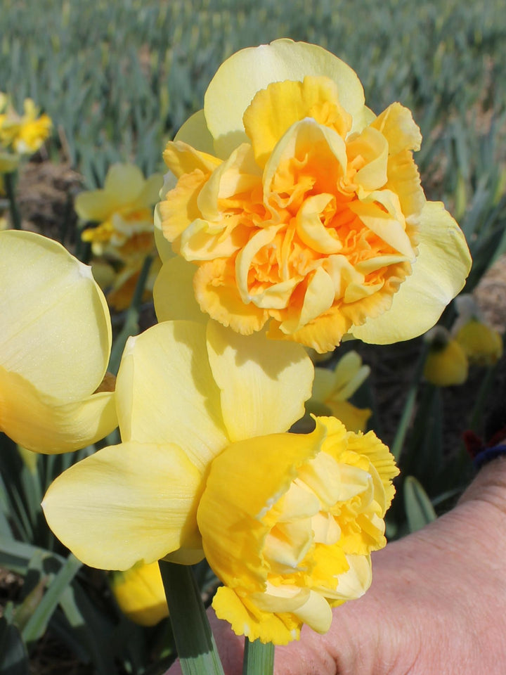 The Happy Hour Daffodil Bouquet Collection, 20 Bulbs