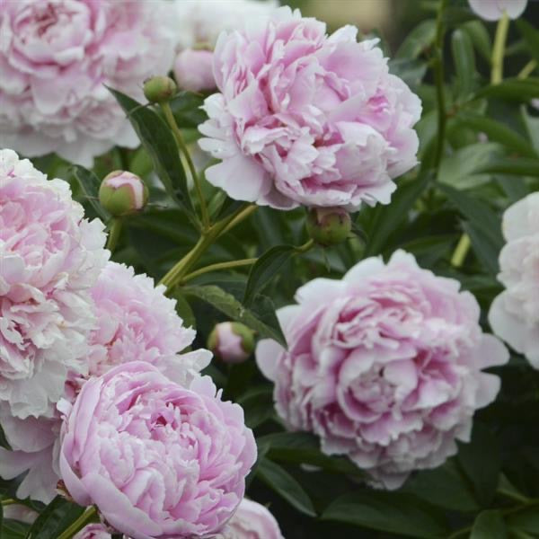 Peony Bare Root Sarah Bernhardt